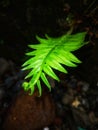 Fern plants thrive in moist soil