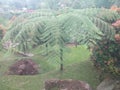 Fern plants in the tourist park area