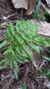 Fern plants in the yard have unique green leaves