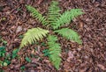 Fern in Poland Royalty Free Stock Photo