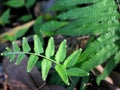 Fern (Polypodiophyta) on the streets of Indonesia Royalty Free Stock Photo