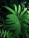 Fern (Polypodiophyta) on the streets of Indonesia Royalty Free Stock Photo