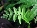 Fern (Polypodiophyta) on the streets of Indonesia Royalty Free Stock Photo