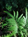 Fern (Polypodiophyta) on the streets of Indonesia Royalty Free Stock Photo