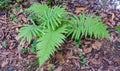 fern Polypodiopsida or Polypodiophyta or tanaman paku, green leaves wild plant