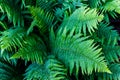 Fern Polypodiopsida with top view. Royalty Free Stock Photo