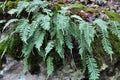 Fern Polypodium vulgare grows on a rock in the woods Royalty Free Stock Photo