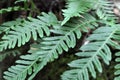 Fern Polypodium vulgare grows on a rock in the woods Royalty Free Stock Photo