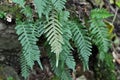 Fern Polypodium vulgare grows on a rock in the woods Royalty Free Stock Photo