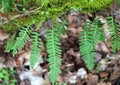 Fern Polypodium vulgare grows on a rock in the woods Royalty Free Stock Photo