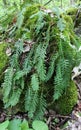 Fern Polypodium vulgare grows on a rock in the woods Royalty Free Stock Photo