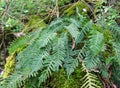 Fern Polypodium vulgare grows on a rock in the woods Royalty Free Stock Photo