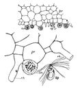 Fern Prothallus vintage illustration