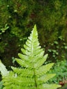 Fern Psilopsida