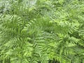 Fern - Pteridium aquilinum