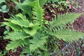 The fern Pteridium aquilinum grows in nature Royalty Free Stock Photo