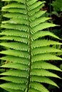 The fern Pteridium aquilinum grows in nature Royalty Free Stock Photo