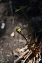 Fern Pteridophyte sprouts Royalty Free Stock Photo