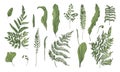 Fern realistic collection. Hand drawn sprouts, frond, leaves and stems set. Colorful vector illustration. Royalty Free Stock Photo