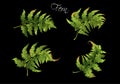 Fern realistic set