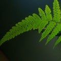 Amazing Fern reproduction