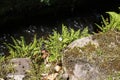 Fern and rock garden plant, grows wild on a wall above stream Royalty Free Stock Photo