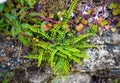 Fern and rock garden plant, grows wild on a wall Royalty Free Stock Photo