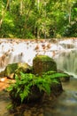 Fern on the rock at Mae Kampong Waterfall Royalty Free Stock Photo