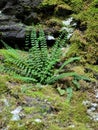 Fern rocks moss