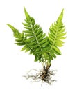 Fern with roots and frond without soil isolated on white background