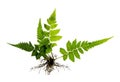 Fern with roots and frond without soil isolated on white background Royalty Free Stock Photo