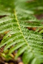 Fern's leaf