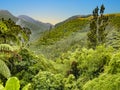 Fern at scenic wild forest near Hamurana Springs, Rotorua