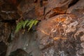 Fern Seedlings And Ancient Cold Lava Rocks. A textured fragment of a rock illuminated by the sunset