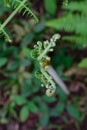 Fern Sensitive Royalty Free Stock Photo