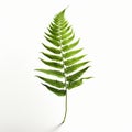 Realistic Fern Illustration On White Background - 8k Resolution