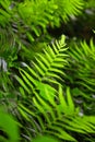 Fern shrubs in natural environment - Pteridium aquilinum