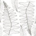 fern silhouette collection. Black isolated prints of fern leaves on the white