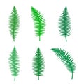 Fern silhouette set of different branches