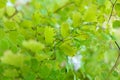 Fern of the species Adiantum raddianum