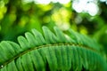 Fern species green leaf in tropical garden