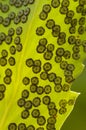 Fern spore capsules