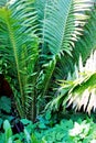 Fern-spore plant. Ferns are found in forests, rock crevices, swamps, rivers and lakes, a great variety of them Ã¢â¬â where it is