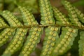 Fern Spores