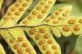 Fern spores patterns macro close up in vascular Polypodiopsida.