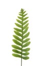 Fern sprig Royalty Free Stock Photo