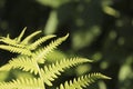 Fern sprig on the left, green grass Royalty Free Stock Photo