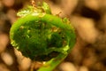 Fern spring growth first green leaves from cocoon Royalty Free Stock Photo