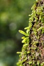 Fern sprouts parasitize another plant stem. Royalty Free Stock Photo