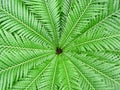 Fern Starburst